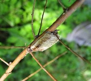 1 - Carolina Praying Mantis Egg Case - Collected in USA. - Garden and Greenhouse Bug Eaters