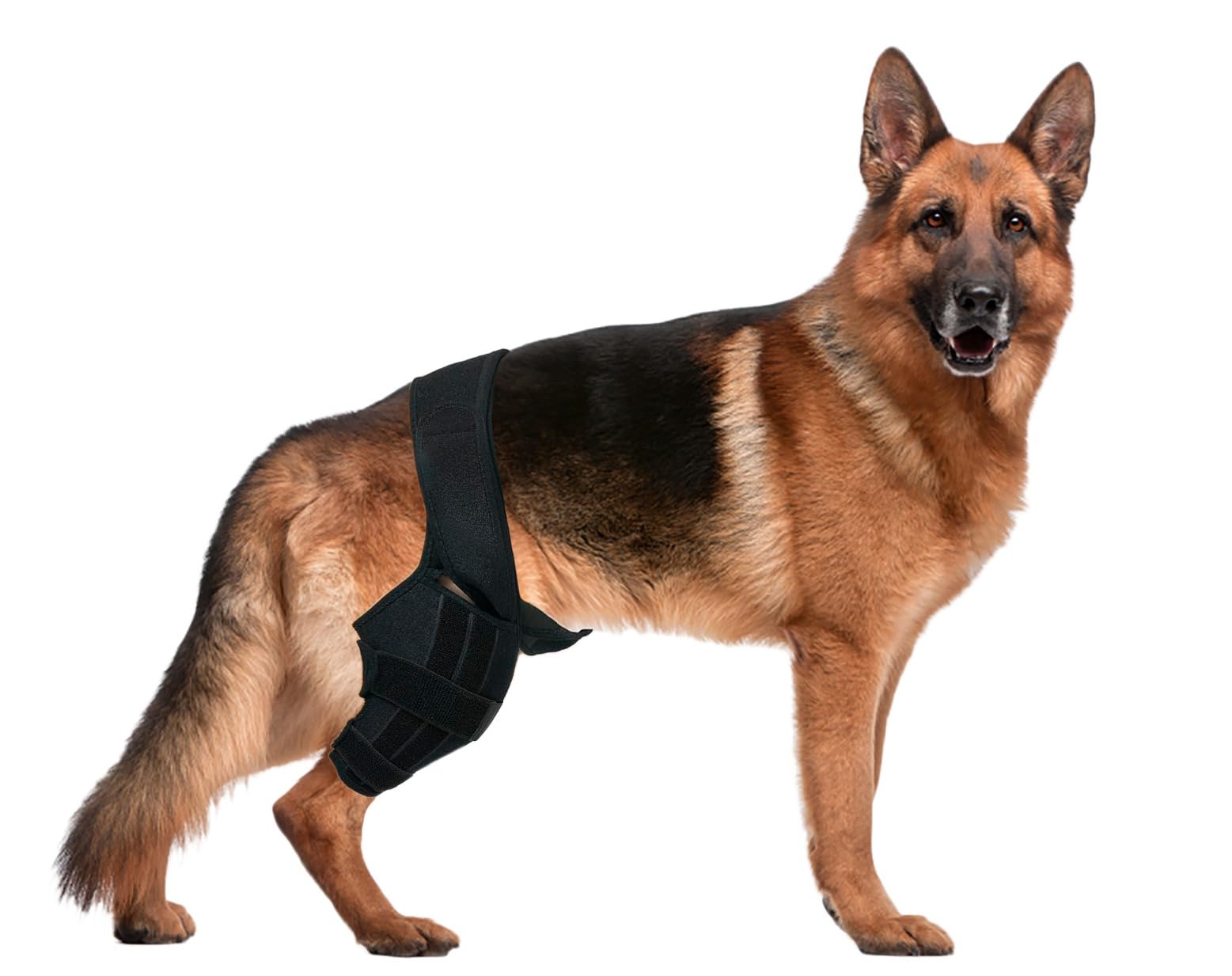 Dog Knee Brace Hind Leg Cruciate Ligament Injury for Torn ACL CCL Joint Pain Muscle Sore Inflammation (Medium)