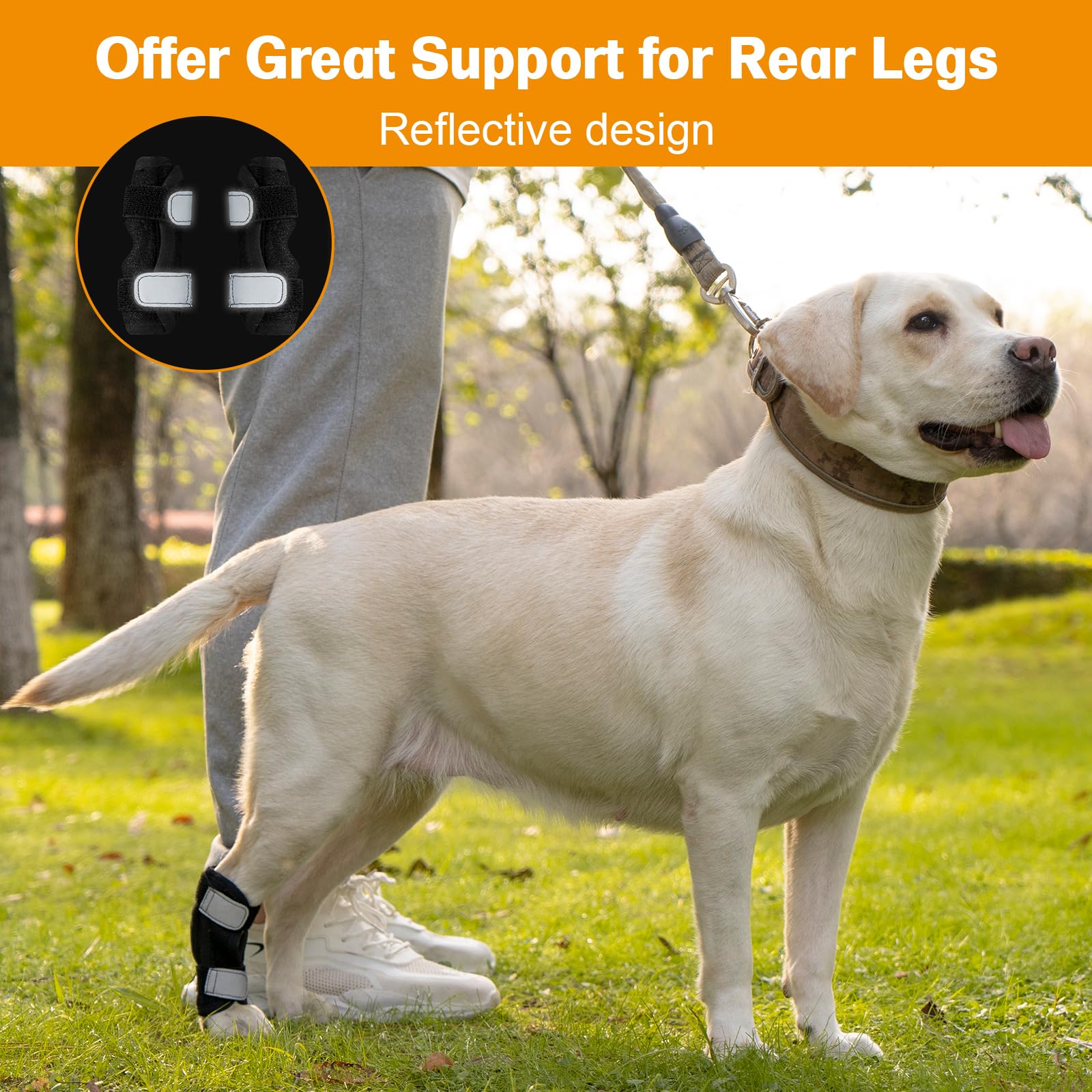 Avont Dog Leg Brace for Back Leg, Canine Rear Ankle Hock Joint Support Hind Leg Compression Wrap for Torn ACL CCL Arthritis, Dog Brace Sleeve Help Recovery from Surgery -Right(M)