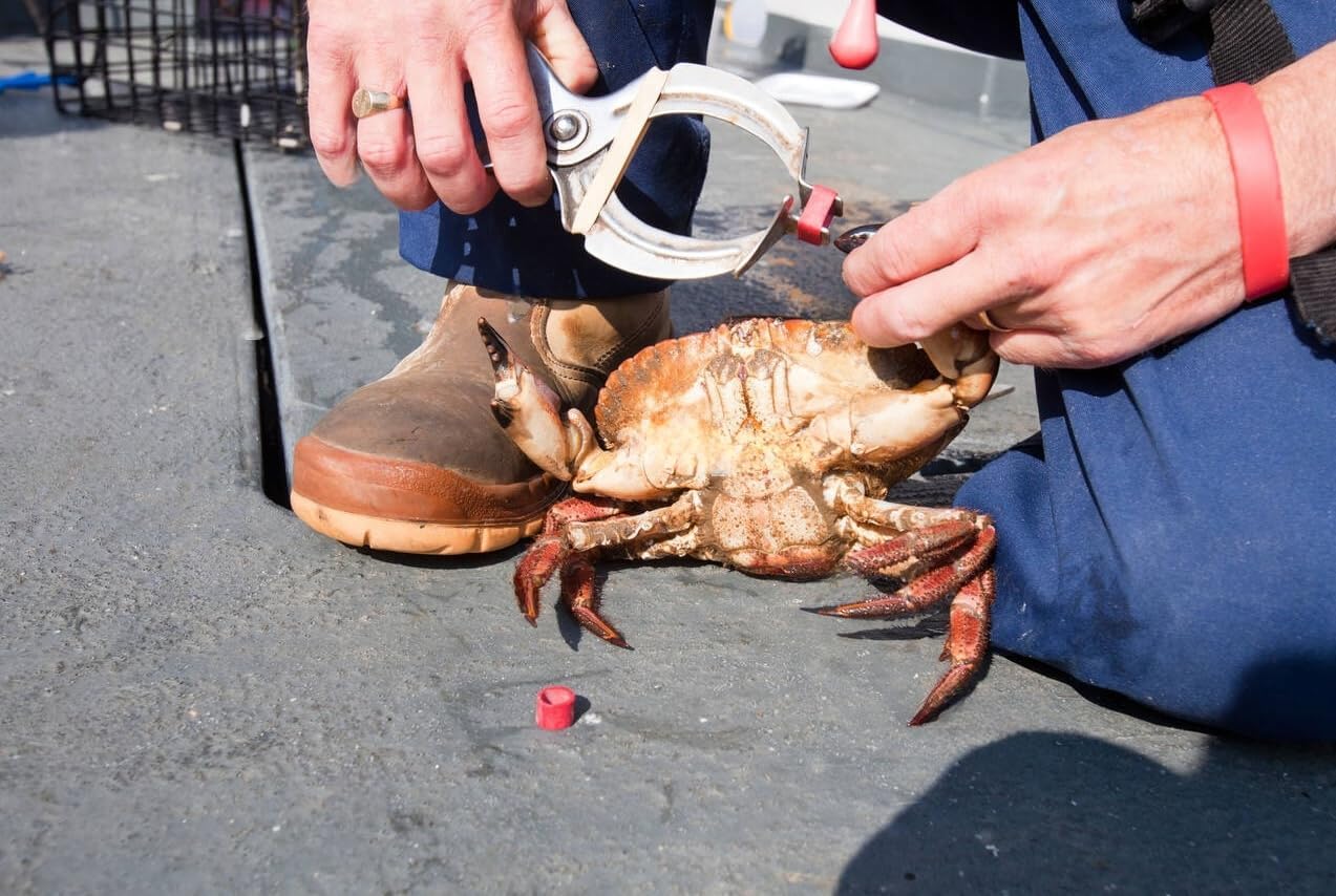 AirFly Crab, Lobster Claw Rubber Band Pliers (Bands not Included)