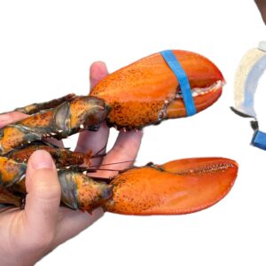 AirFly Crab, Lobster Claw Rubber Band Pliers (Bands not Included)