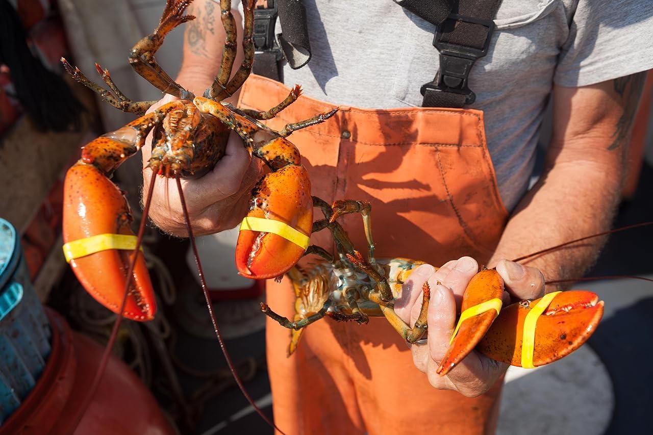 AirFly Crab, Lobster Claw Rubber Band Pliers (Bands not Included)