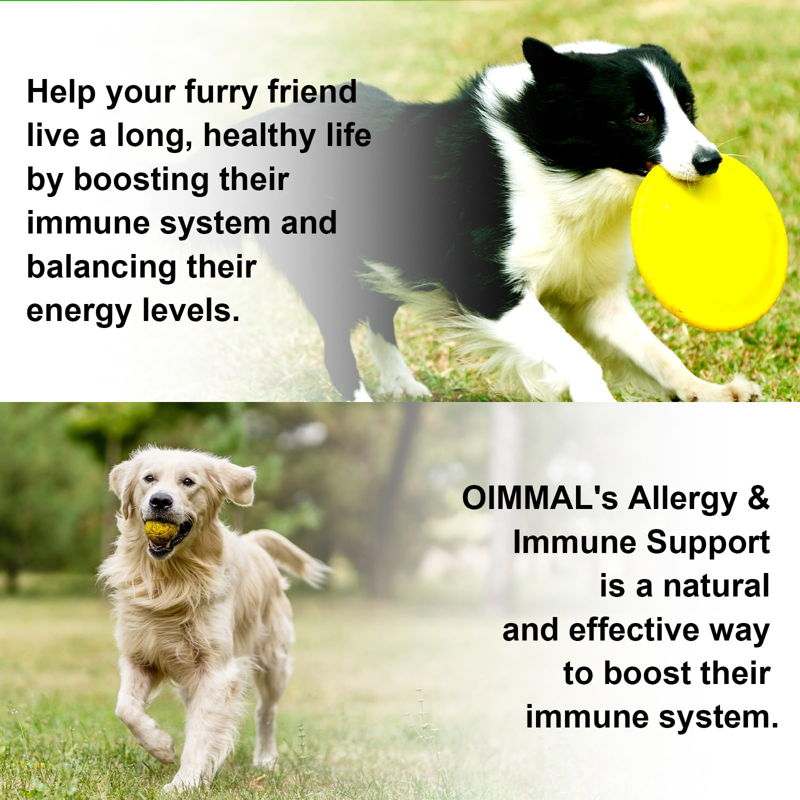 Dog Allergy Relief,Allergy Immunity for Dogs,Dog Allergy Support,Allergy Relief for Dogs Itching Natural Pet Supplement,Daily Vitamins for Healthy Immune System,with Elderberry,Vitamin C,2FL OZ