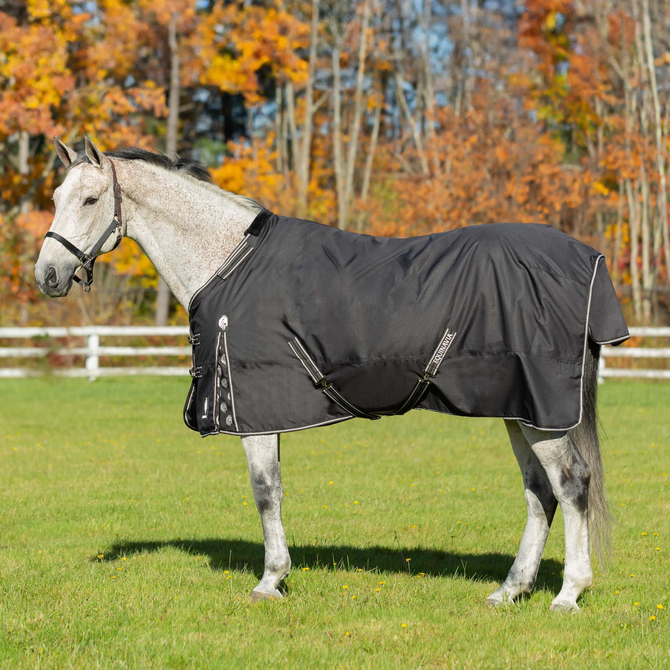 Equinavia Norse No Fill Horse Rain Blanket (0g) | Waterproof Lightweight Turnout Sheet - Black - 66 in - Black - 66 in