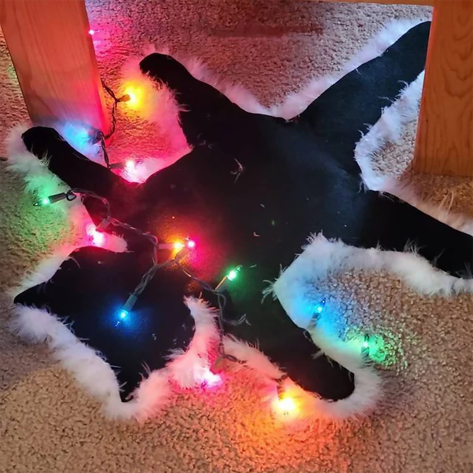 THAIMAI Light Up Fried Cat Rug Christmas Holiday Lights Up for Home Bedroom Livingroom Xmas Decor(#3)