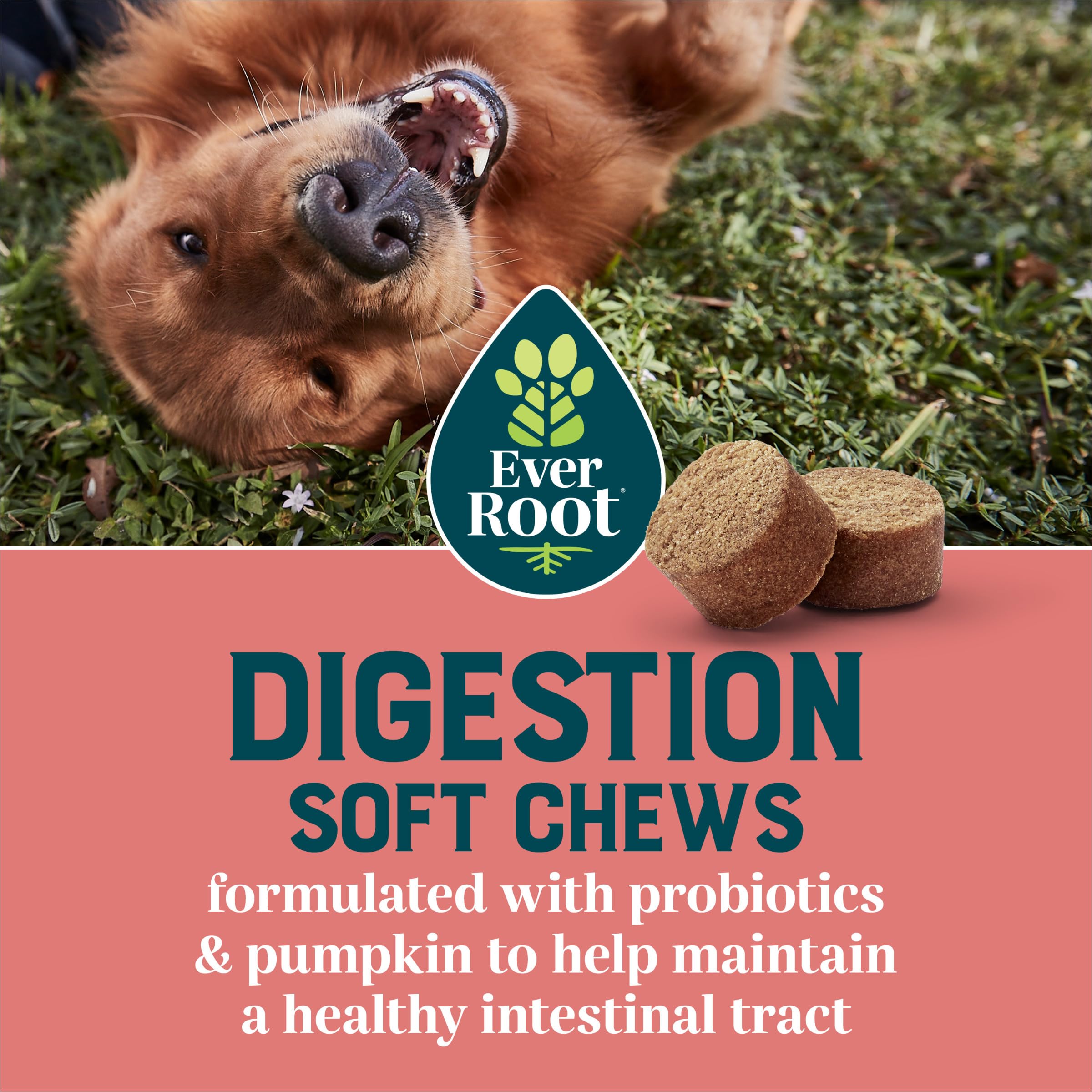 EverRoot by Purina Digestion Dog Supplements Soft Chews - 10.6 oz. Canister