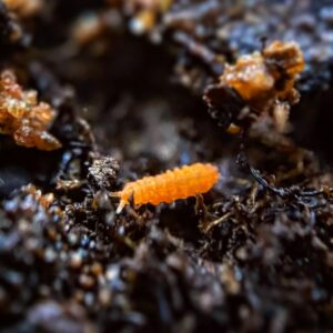 Creation Cultivated - 25ct Orange Springtails Live (Yuukianura Aphoruroides) - Insect Culture Clean Up Crew for Bioactive Terrarium Vivarium