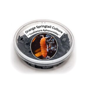 creation cultivated - 25ct orange springtails live (yuukianura aphoruroides) - insect culture clean up crew for bioactive terrarium vivarium