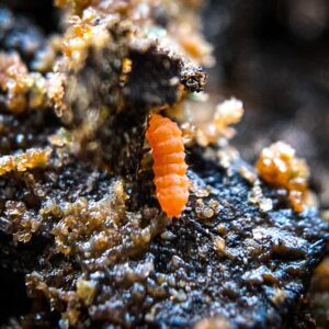 Creation Cultivated - 25ct Orange Springtails Live (Yuukianura Aphoruroides) - Insect Culture Clean Up Crew for Bioactive Terrarium Vivarium