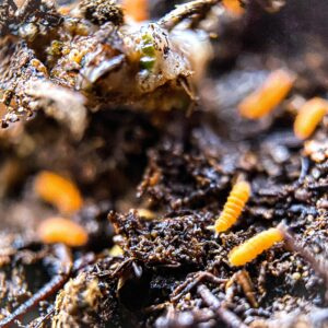 Creation Cultivated - 25ct Orange Springtails Live (Yuukianura Aphoruroides) - Insect Culture Clean Up Crew for Bioactive Terrarium Vivarium