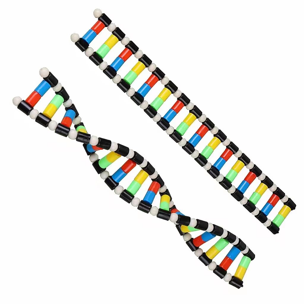 DNA Model Double Helix Structure Model DNA Assembly Biological Science Teaching Aids for DNA Double Helix Modesl kit