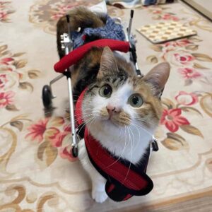 Cat Wheelchair, Newly Upgraded Pet Wheelchair, Removable Harness Design, Lightweight Cat Wheelchair for Back Legs of Doggie, Cats, Rabbits (XS)