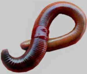 homegrownworms quality worms - 100+ live red wiggler worms, from certified organic farm + free care sheet! 100% compostable packaging! sustainably raised - fast live delivery! eisenia fetida