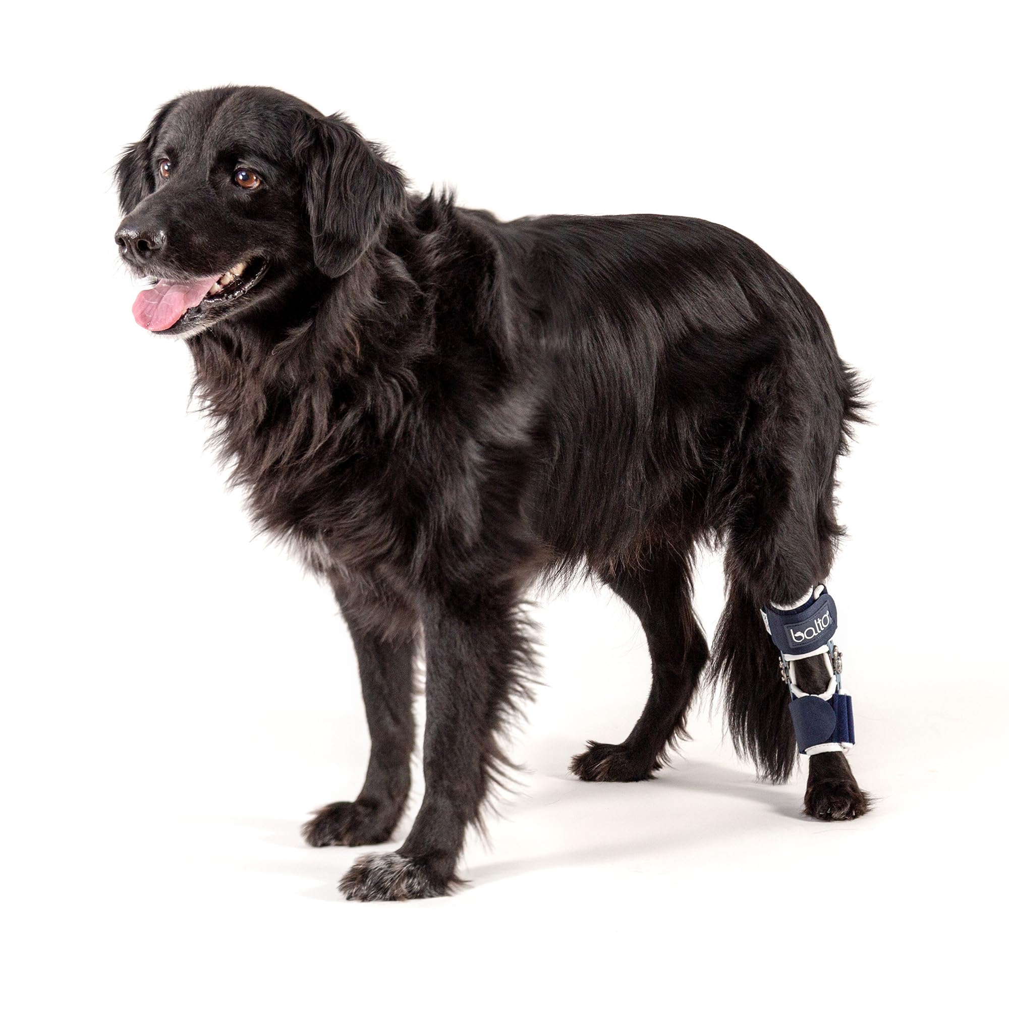 Balto Flexor Adjustable Hinged Dog Hock Brace – Ankle Brace –Variable Range of Motion or Full Immobilization – Post Surgical Support or Surgical Alternative – Back Leg (Medium/Large)