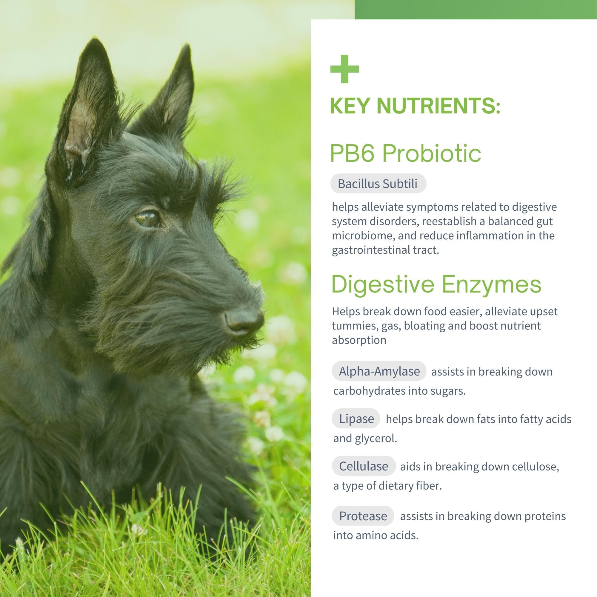 Probiotics for Dogs with Prebiotics and Digestive Enzymes - Allergy Relief