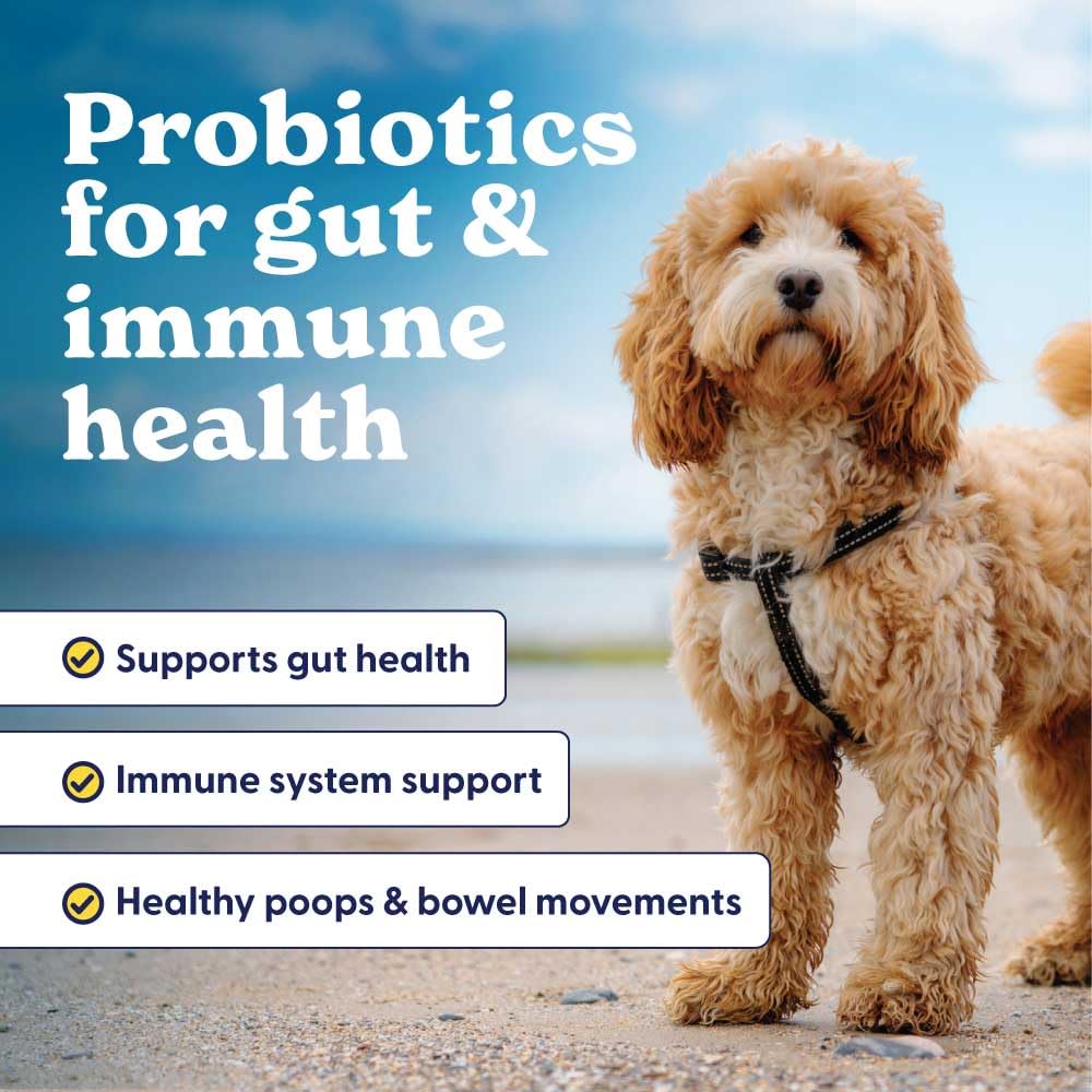 Origin Labs Belly Buddies Probiotics for Dogs, 5 Billion CFUs Prebiotics & Probiotics for Gut Health, 7 Strain Probiotic Blend, Immune Support, for All Dogs, Bacon Flavor, 90 Soft Chews