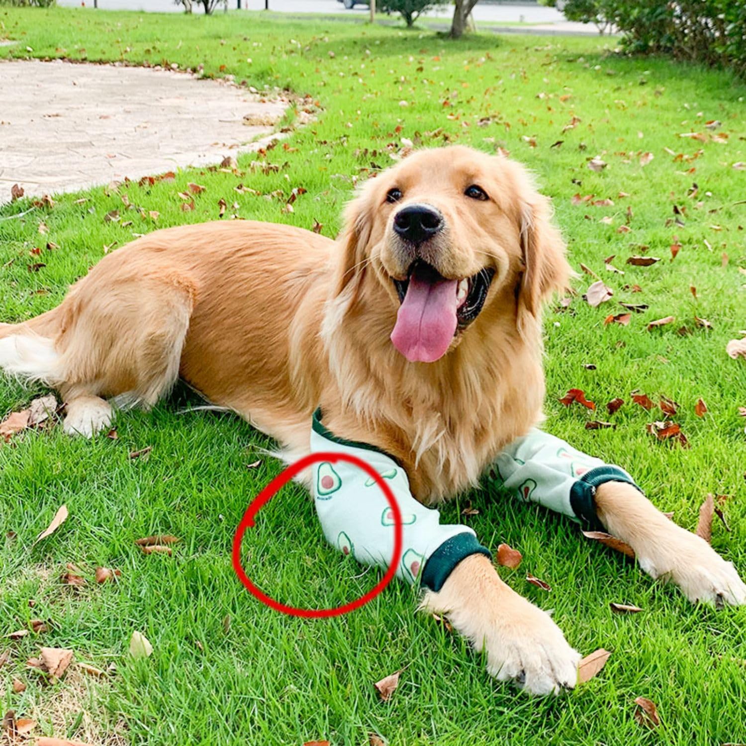 HDKUW Dog Elbow Protector, Dog Leg Recovery Sleeve for Prevent Licking Wound, Joint Sleeves with Mesh Pad for Medium Large Dogs Thickened Avocado 2XL