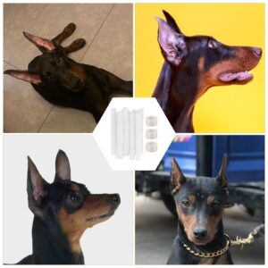 POPETPOP 10 pcs Doberman Dog Ear Posting Kit, Dog Ear Stand Up Support Tool, Dog Ear Fixed Correction Vertical Holder, Dog Ear Tape for Doberman Pinscher Dog