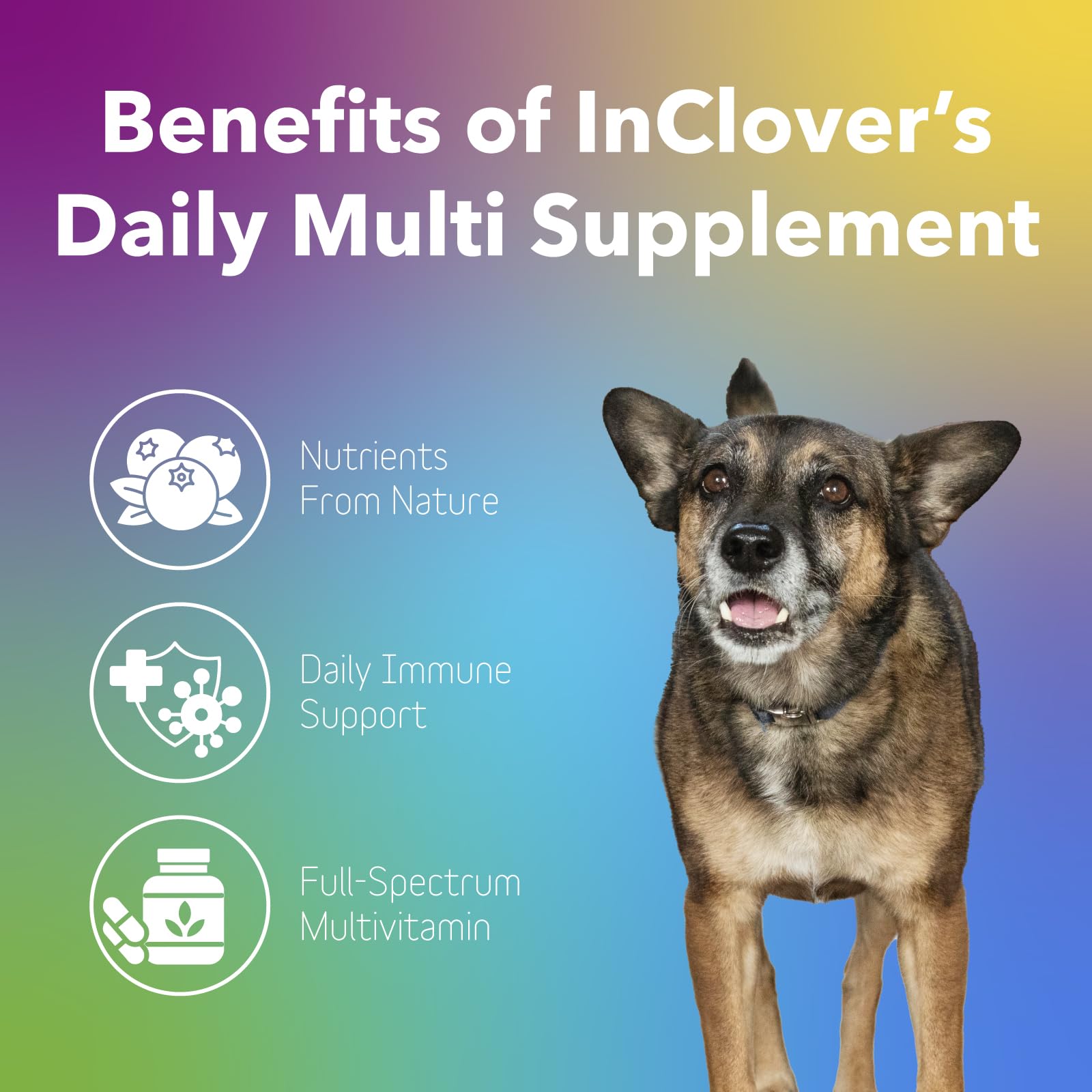 InClover Daily Multi Cat & Dog Vitamin - Canine & Feline Vitality Powder - Immunity Boost with Organic Blueberry, Seaweed, Turkey Tail Mushroom & Postbiotic Fibers - Critical Immune Defense Supplement