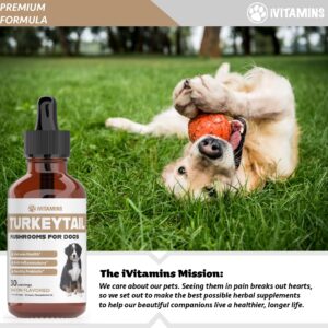 Turkey Tail Mushroom for Dogs | Helps to Boost the Immune System, is a Healthy Prebiotic, & Much More | Turkey Tail for Dogs | Mushrooms for Dogs | Dog Mushroom Supplements | 1 fl oz