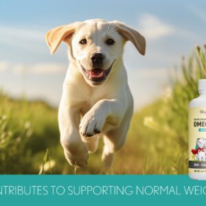 Camelina Oil for Dogs & Cats, 500mL by Olimega Farm | High in Omega-3 & Vitamin E | Support for Healthy Joints, Coat & Skin | Alternative to Salmon Oil for Dogs | Made in Canada | Non-GMO