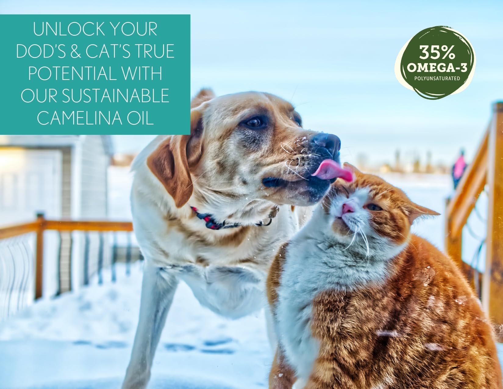 Camelina Oil for Dogs & Cats, 500mL by Olimega Farm | High in Omega-3 & Vitamin E | Support for Healthy Joints, Coat & Skin | Alternative to Salmon Oil for Dogs | Made in Canada | Non-GMO