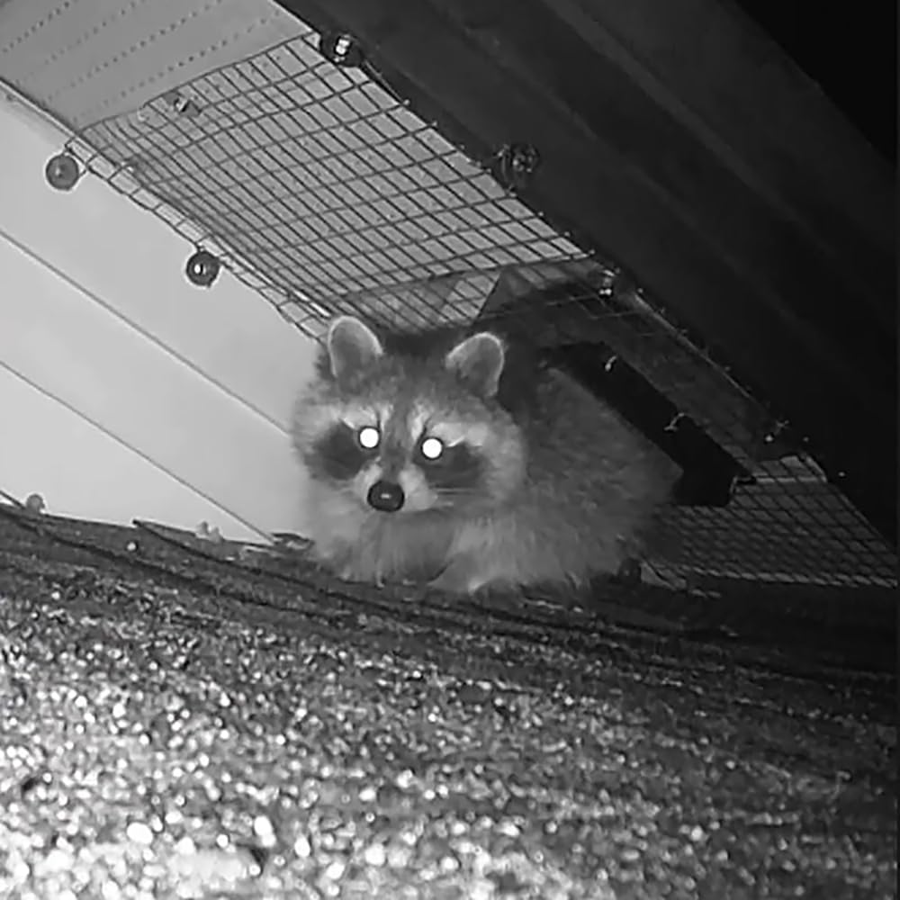 Artowell Raccoon One Way Eviction Door - The Raccoon Trap Contactless Excluder, Raccoon Repellent Perfect for Outdoor Spaces Like Attics, Chimneys & Under Decks. Fast Results, Easy DIY Installation