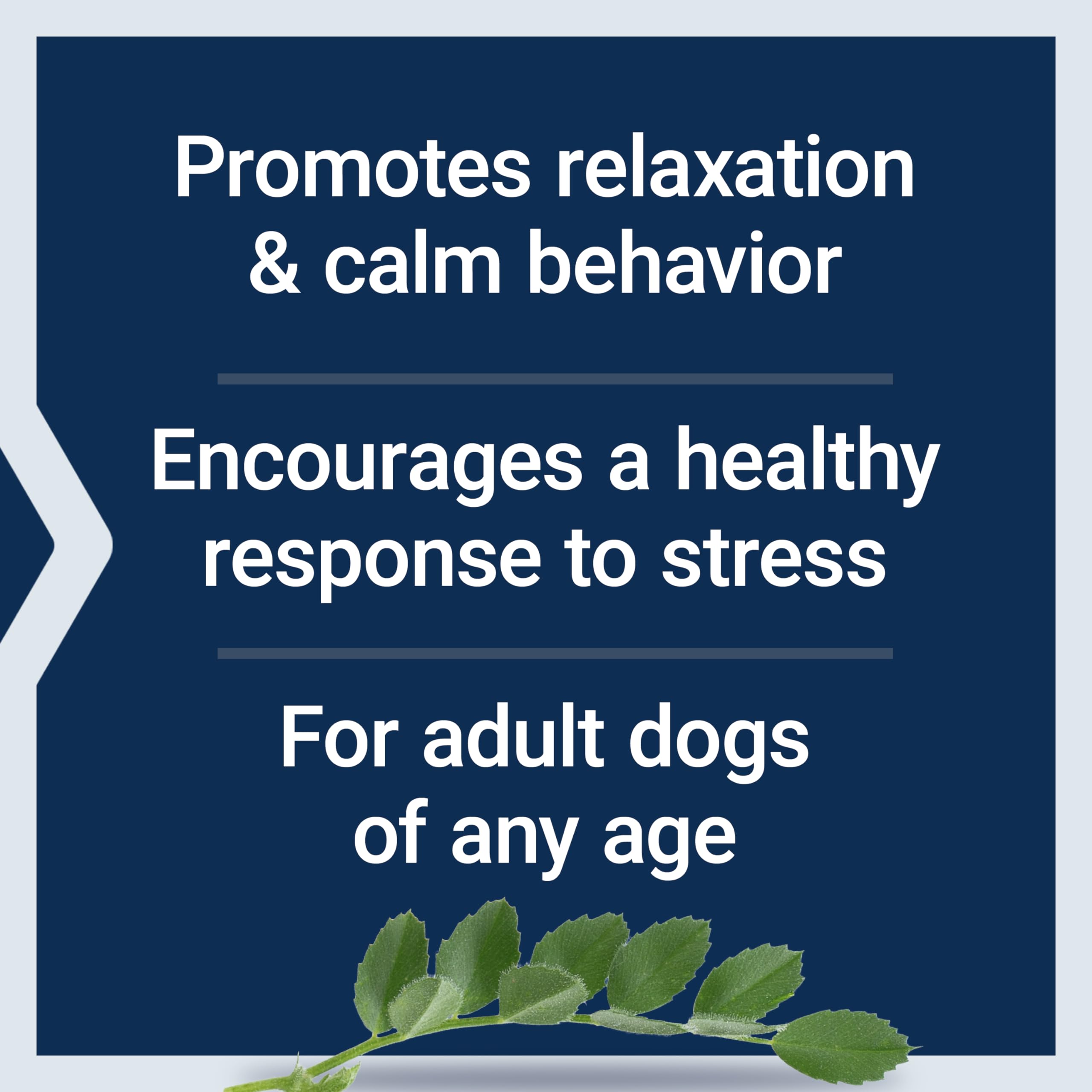 Life Extension Dog Stress & Behavior Soft Chews - Calming Dog Health Supplement - Promotes Relaxation, Calm Behavior and Stress Relief - Melatonin and L-theanine -120 Soft Chews, Bacon Flavor