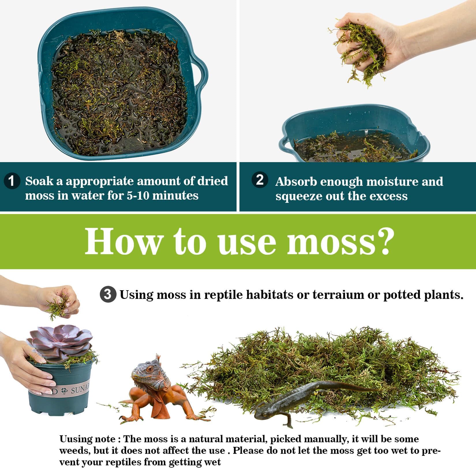 Sukh Sphagnum Moss for Reptiles - Terrarium Moss for Reptiles Peat Moss for Reptiles Habitat Bedding Moss for Snakes Turtle Frog Gecko and Other Reptiles Substrate (3, Ounces)