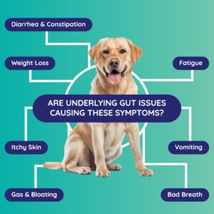 Innovative Pet Lab Comprehensive Review- at-Home-Test Kit for Dog Digestive Health & Allergy Causes- Gut Microbiome Symptoms Evaluation & Expert Panel Insights