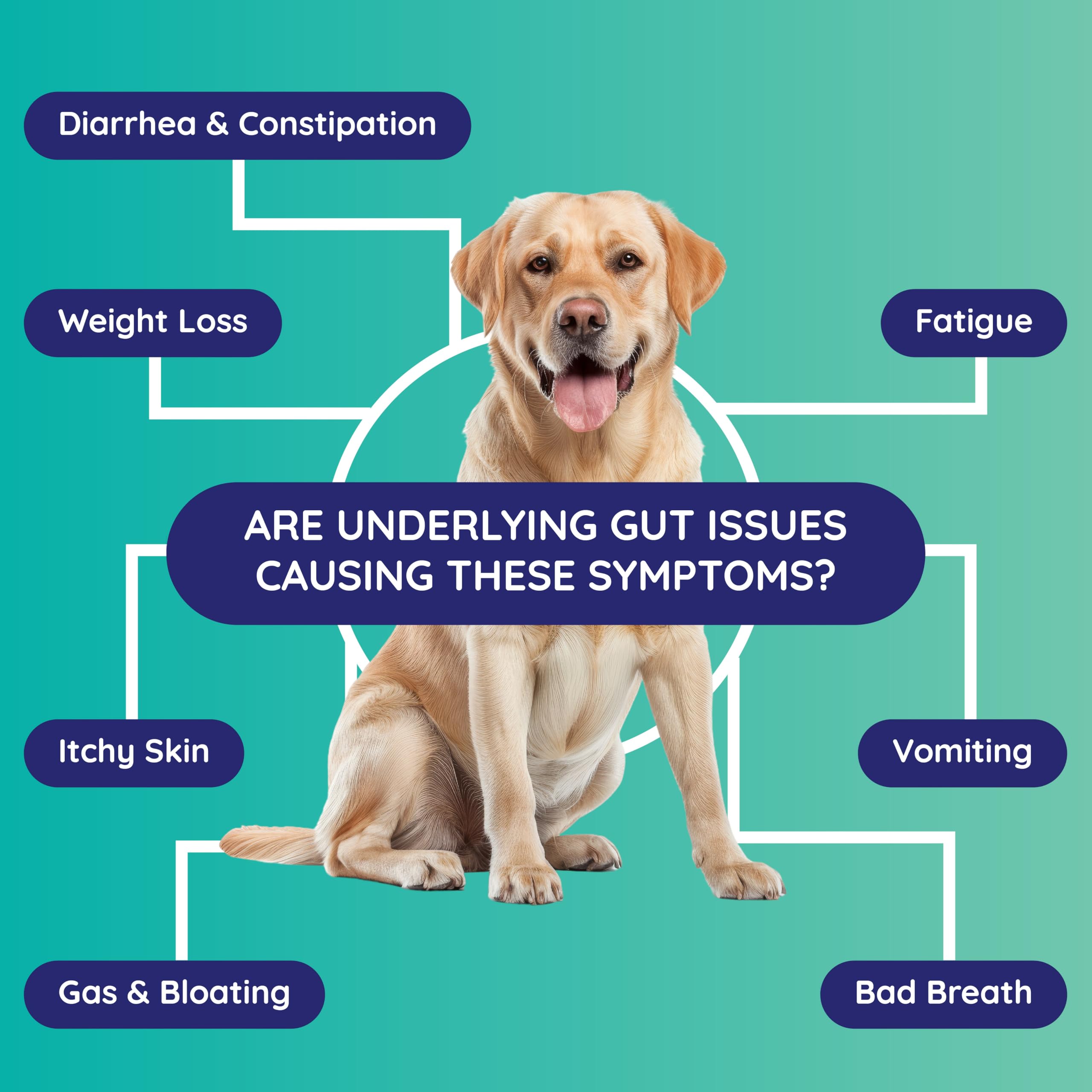 Innovative Pet Lab Comprehensive Review- at-Home-Test Kit for Dog Digestive Health & Allergy Causes- Gut Microbiome Symptoms Evaluation & Expert Panel Insights