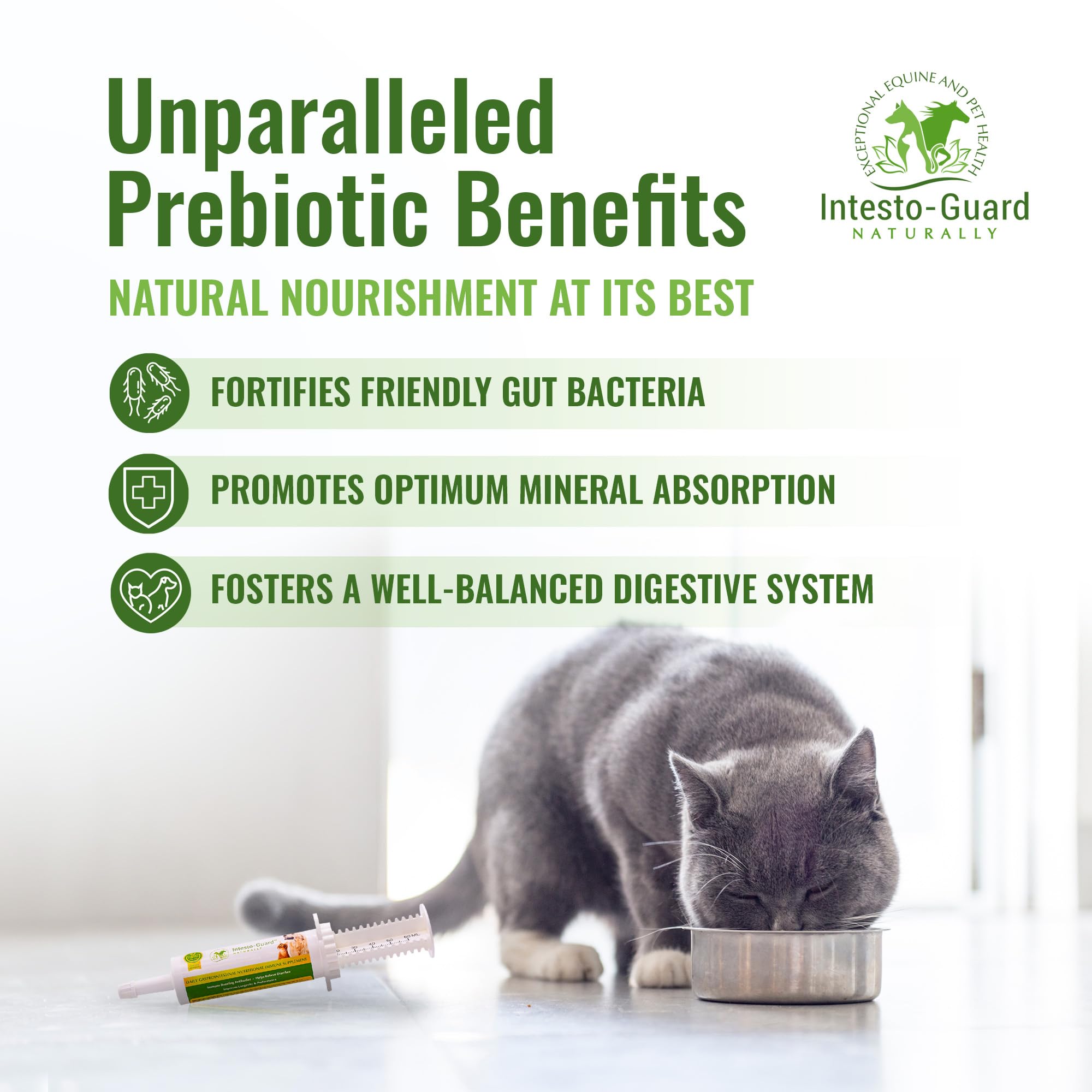 INTESTO-GUARD All-Natural Probiotic Pet Supplement - Prebiotic & Probiotics for Dogs & Cats - Bowel, Digestive, & Immune Support | Supports Gut Flora, Nutrition - 60cc Probiotic Paste(6 Pack)