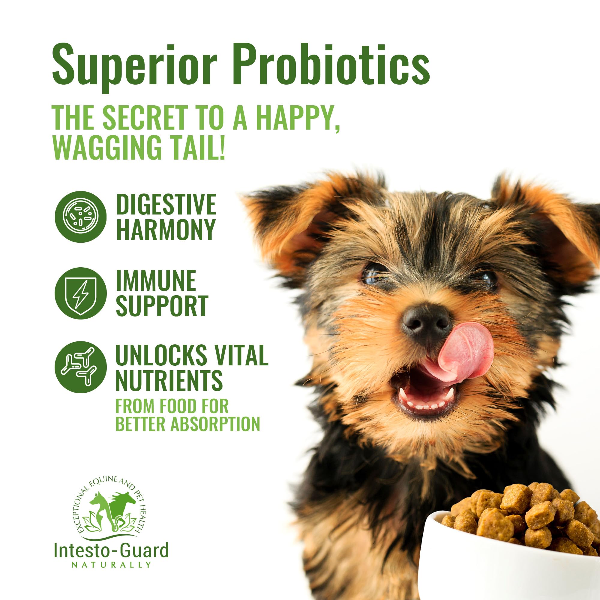 INTESTO-GUARD All-Natural Probiotic Pet Supplement - Prebiotic & Probiotics for Dogs & Cats - Bowel, Digestive, & Immune Support | Supports Gut Flora, Nutrition - 60cc Probiotic Paste(6 Pack)