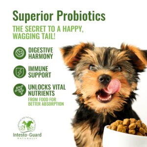 INTESTO-GUARD Probiotic Pet Supplement Prebiotic & Probiotics for Dogs & Cats Bowel, Digestive & Immune Support Supports Gut Flora, Nutrition - 180G Powder, 90 Day Supply (6 Pack) - All-Natural