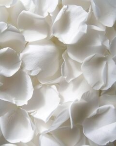 real rose petals, pearl white freeze-dried petals 3.5oz biodegradabel wedding natural confetti, perfectly preserved flower petals for table decorations