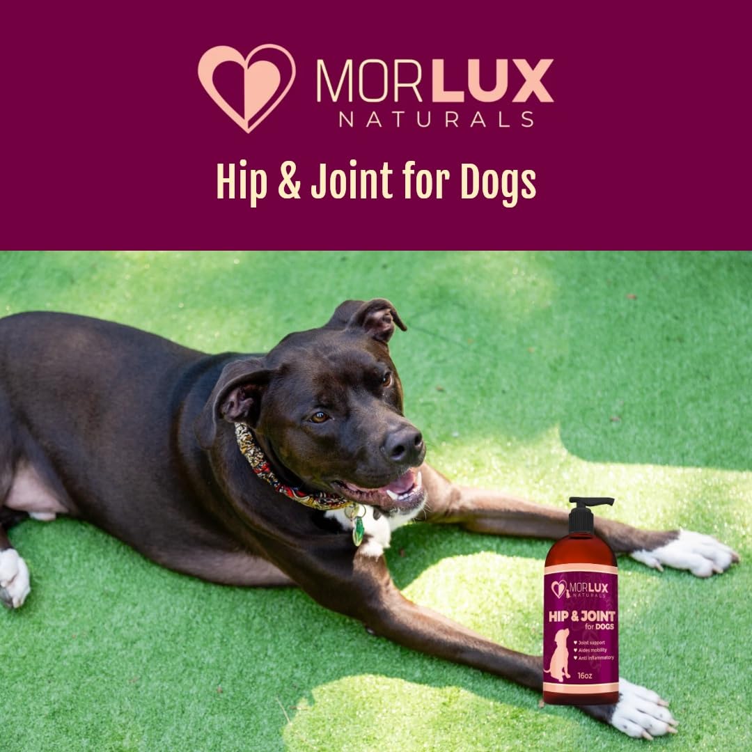 Morlux Naturals Liquid Glucosamine for Dogs, Hip & Joint Supplement w/MSM, Chondroitin, Omega 3, Hyaluronic Acid, All Breeds Green-Lipped Mussel for Improved Flexibility & Mobility, Made in USA, 16 Oz