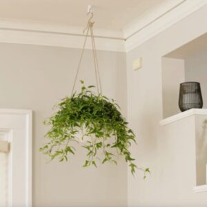 Character The Plant Hanging Kit with Toggle Bolts, Hooks, Screws, and Instructions for an Easy, Heavy Duty Ceiling Installation, White