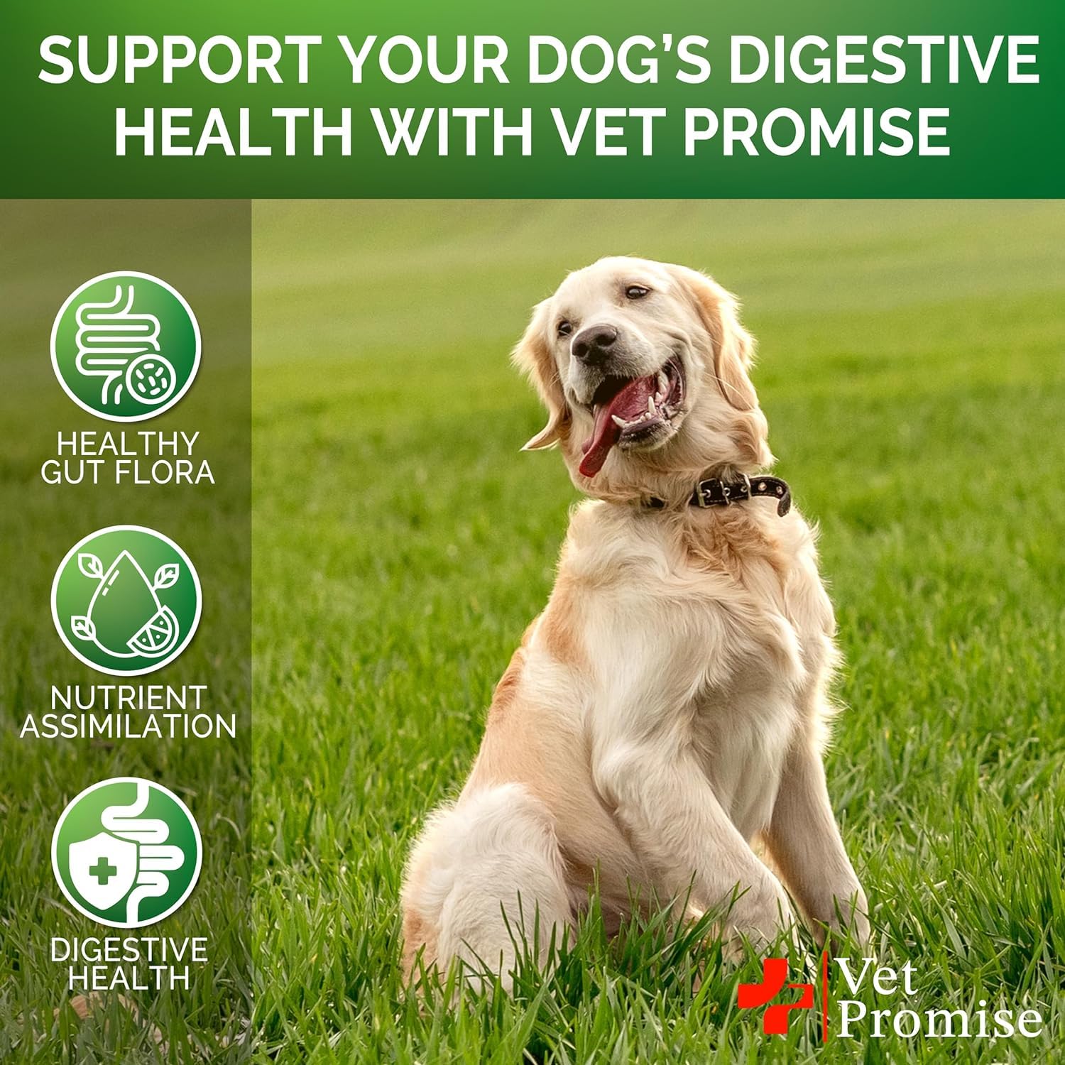 (2 Pack) Probiotics for Dogs - Dog Probiotics and Digestive Enzymes for Gut Health, Itchy Skin, Allergies, Immunity, Yeast Balance - Prebiotics - Reduce Diarrhea, Gas - 240 Probiotic Chews for Dogs