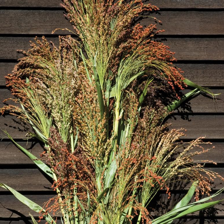 Gardening Treasures: 40 Ornamental Broom Corn Seeds