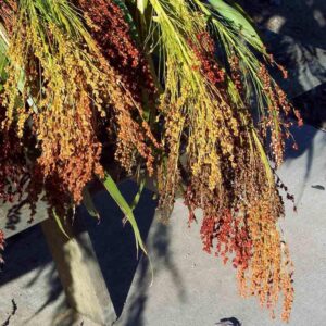 Gardening Treasures: 40 Ornamental Broom Corn Seeds