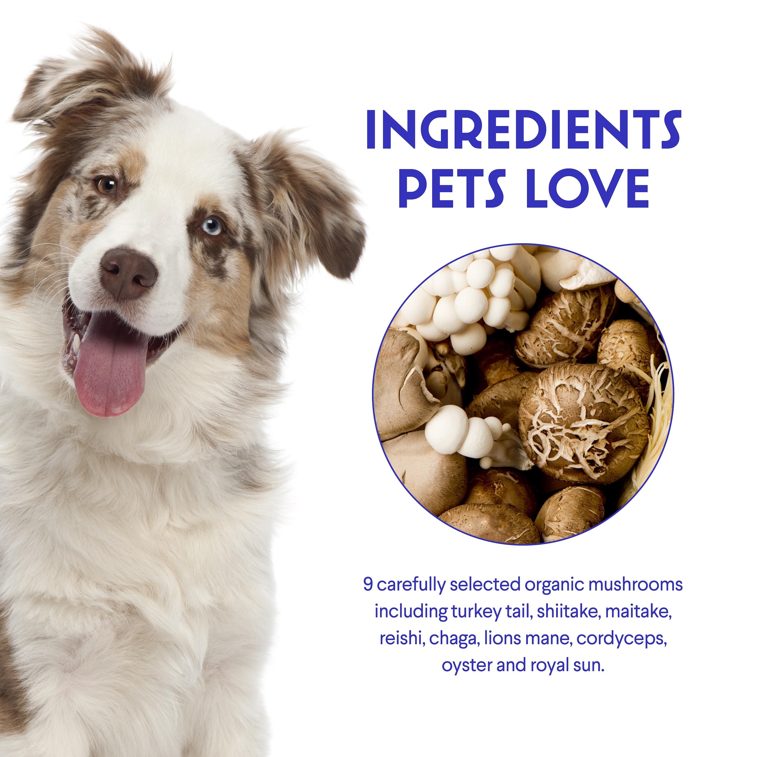 Wonder Paws Immune Support Mushroom Powder for Dogs – Organic Mushroom Complex for Immunity, Cognition, Cellular Health, Longevity - With Turkey Tail Mushroom for Dogs, Reishi & Lions Mane – 90 Scoops