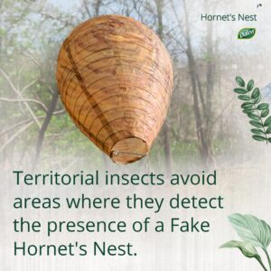 Dalen Hornet's Nest - Decoy Hive Helps Keep Wasps, Hornets, Yellow Jackets and Others Away - 11in, 3 Pack