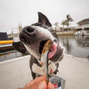 PLATO Baltic Fish Dog Treats Variety Pack, (1) Sprat 3oz and (1) Herring 3oz, 6oz Total