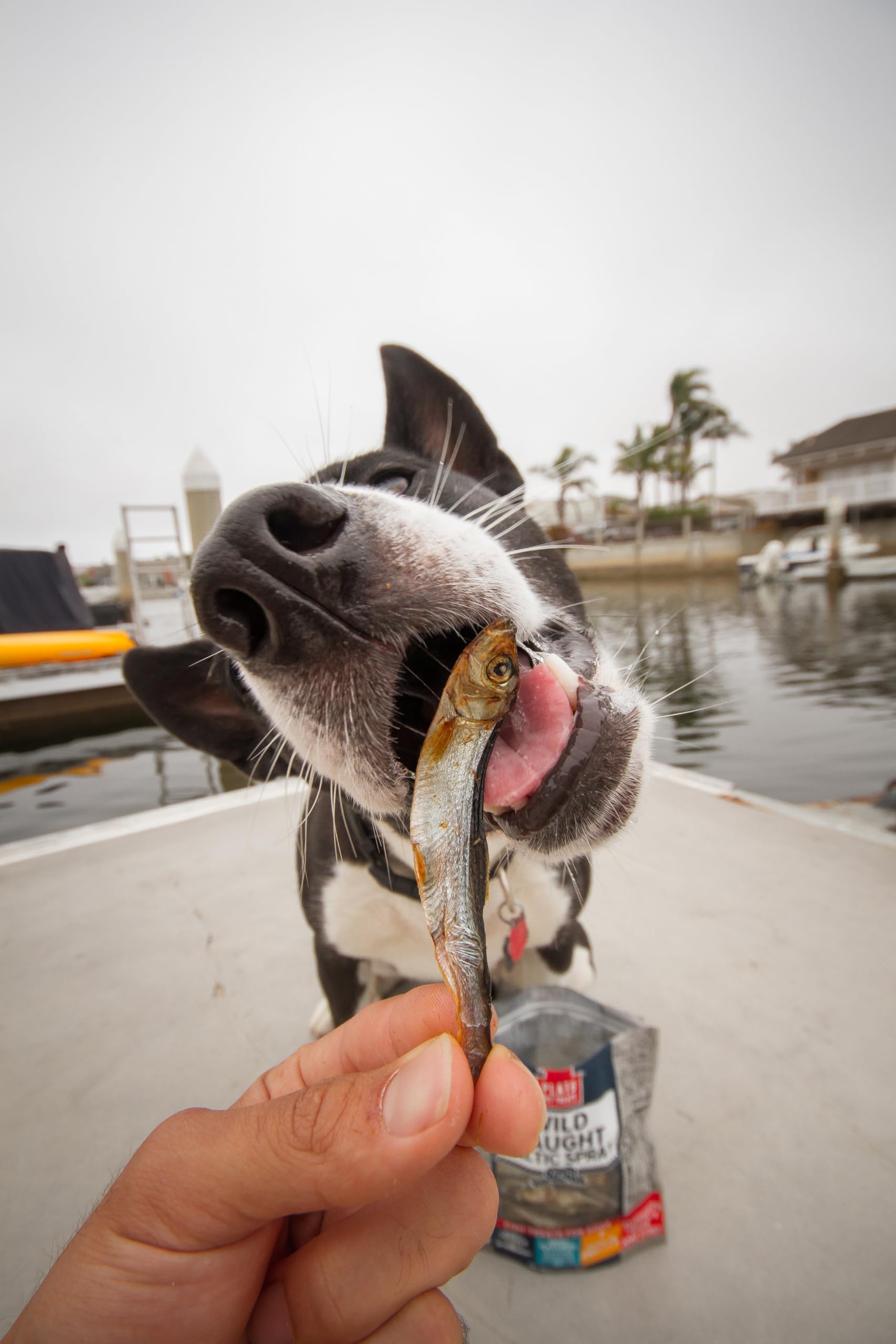 PLATO Baltic Fish Dog Treats Variety Pack, (1) Sprat 3oz and (1) Herring 3oz, 6oz Total