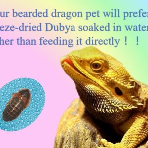 Classic Flock 2oz Freeze-Dried Dubia - High Protein Reptile & Amphibian Food