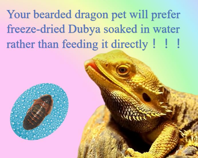 Classic Flock 2oz Freeze-Dried Dubia - High Protein Reptile & Amphibian Food