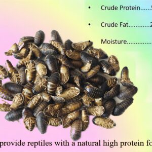 Classic Flock 2oz Freeze-Dried Dubia - High Protein Reptile & Amphibian Food