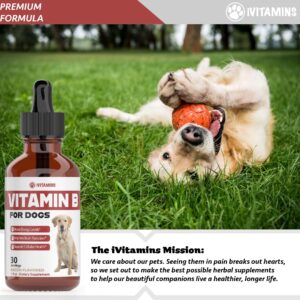 Vitamin B for Dogs | Vitamin B Complex for Dogs | Vitamin B12 for Dogs | Dog Vitamins | B12 Vitamins for Dogs | Vitamin B Dog Supplements | B Complex for Dogs | B12 for Dogs | Do1 fl oz: Bacon Flavor