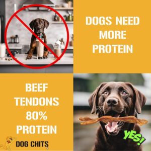 Dog Chits Beef Tendons for Dogs and Puppies | Large 7-9-inch | Odor Free | All Natural, Treats | Hardy Chew for Large and Small Dogs | Premium Grass Fed Beef | 6 Pack