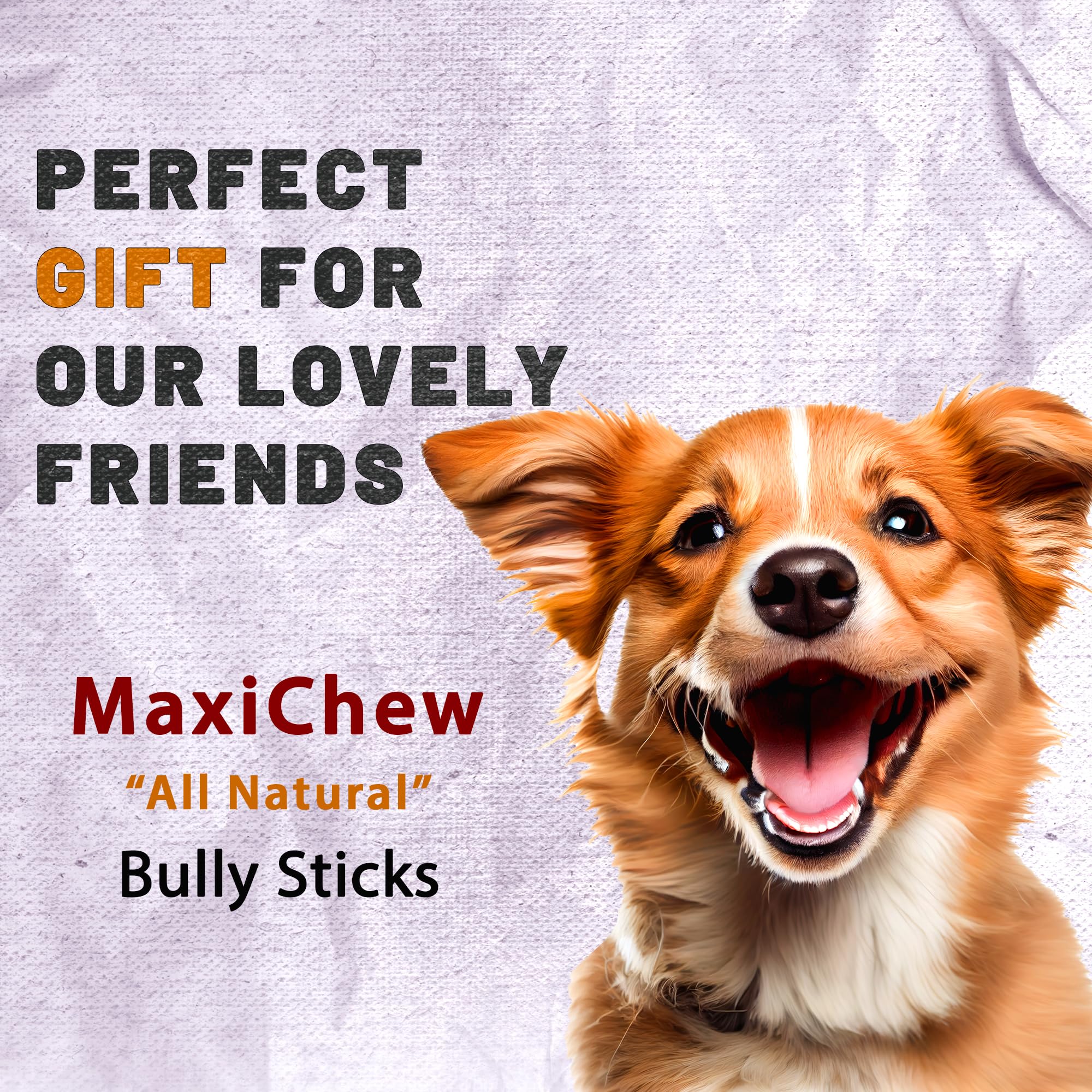 MaxiChew Odor-Free Bully Sticks Jumbo (12 Inch, 5 Pack), Non-GMO, Fully Digestible Beef Pizzle Chews, Grain-Free, Best Dental Treat, Natural Extra Long-Lasting Chews for Medium and Large Dogs